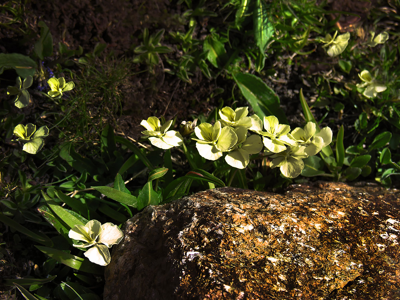 photo "***" tags: landscape, nature, Asia, flowers, mountains, summer, г. Алматы