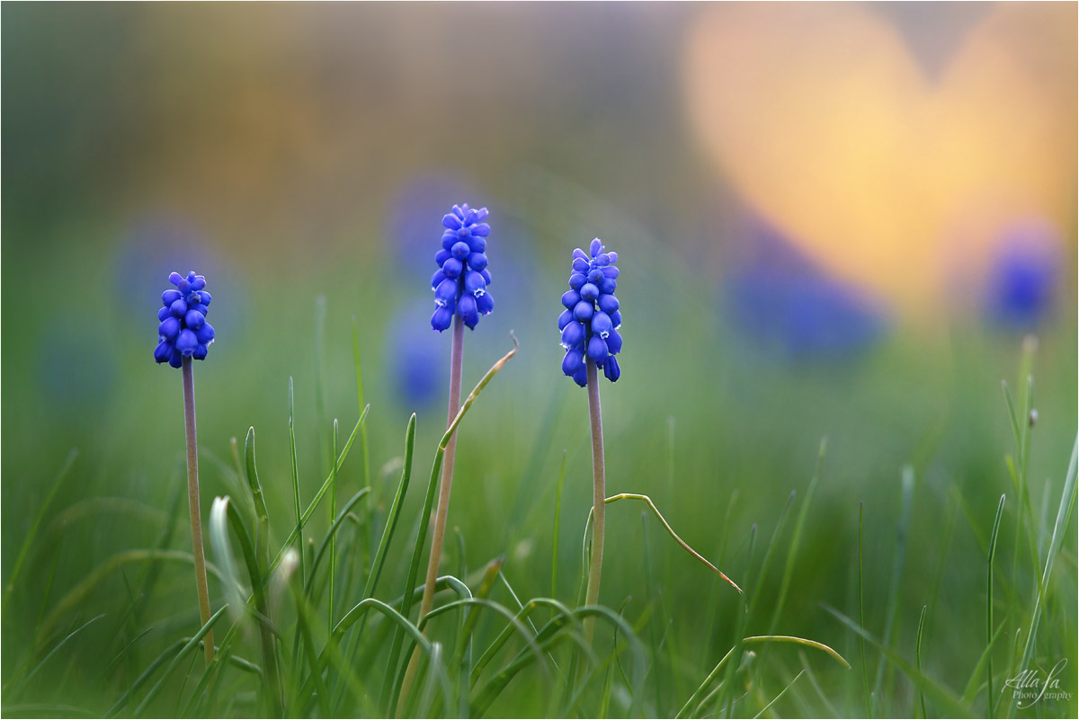 photo "***" tags: nature, fragment, macro and close-up, 