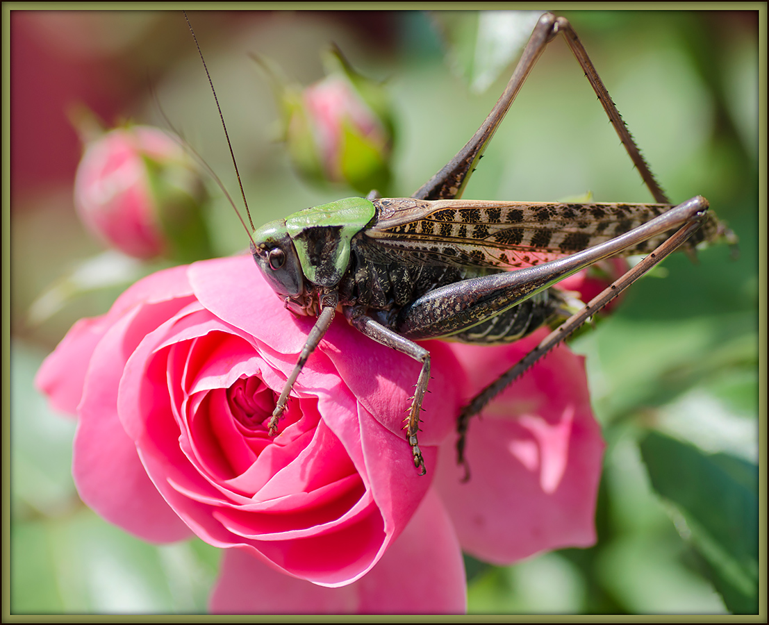 photo "***" tags: macro and close-up, 