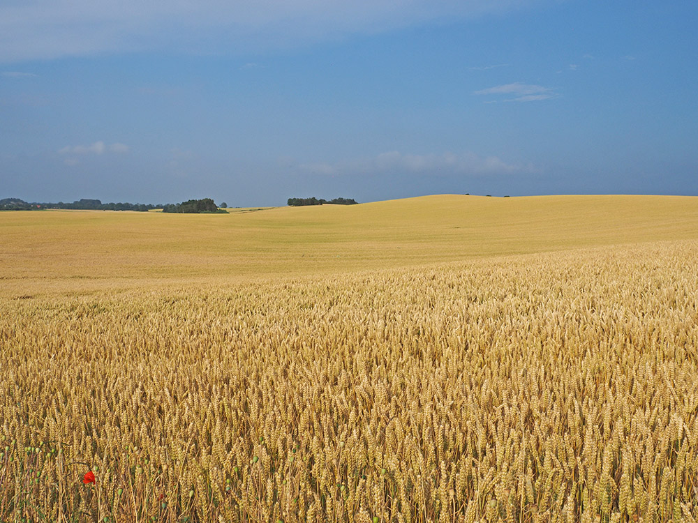 photo "Harvest Soon" tags: landscape, nature, reporting, 