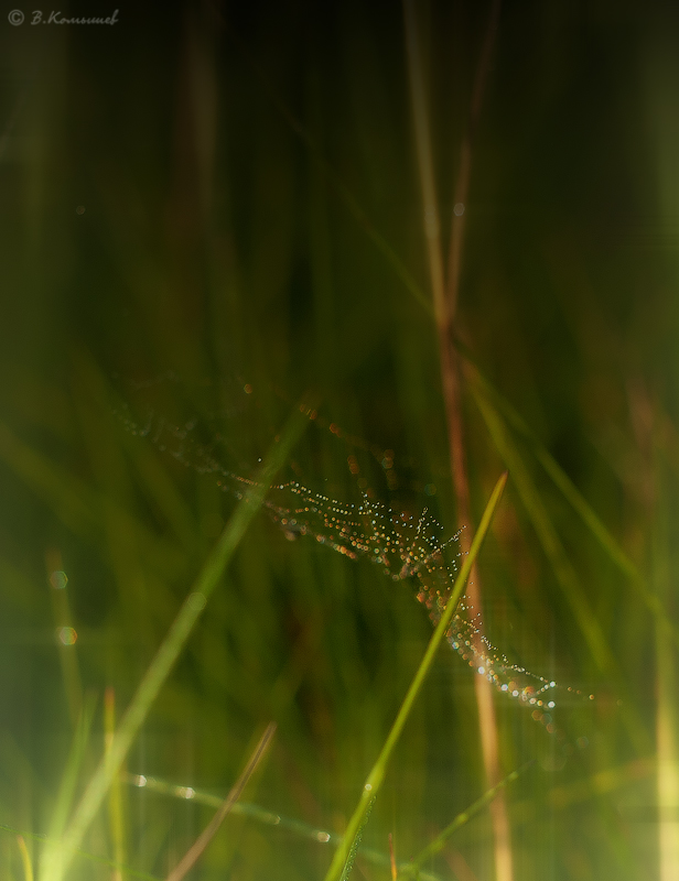 photo "***" tags: nature, macro and close-up, forest, meadow, summer, капли, паутина, роса