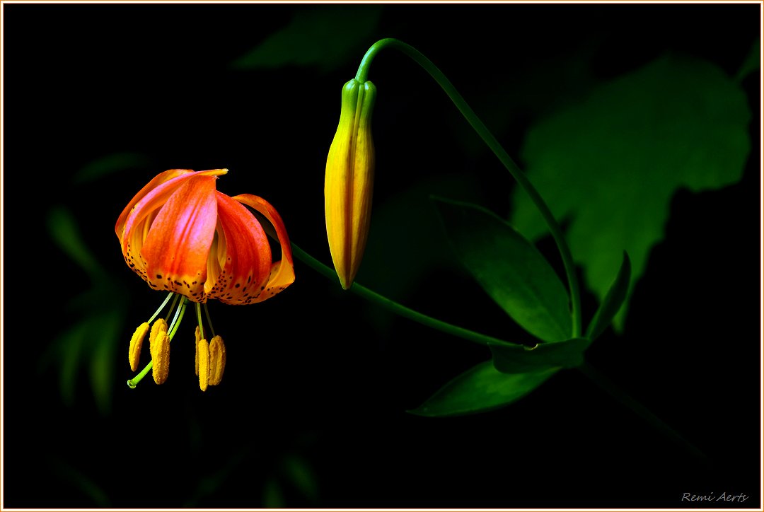 photo "***" tags: nature, macro and close-up, 