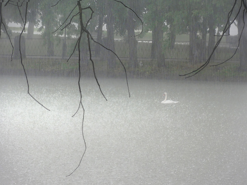 фото "Пруд. Июльский дождь." метки: разное, дождь, лебедь, пруд