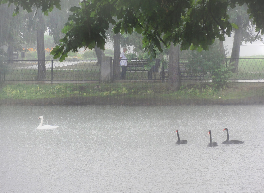 фото "Под июльским дождем" метки: , дождь, пруд
