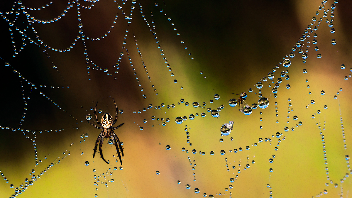 photo "***" tags: macro and close-up, morning, spider, water, паутина, роса