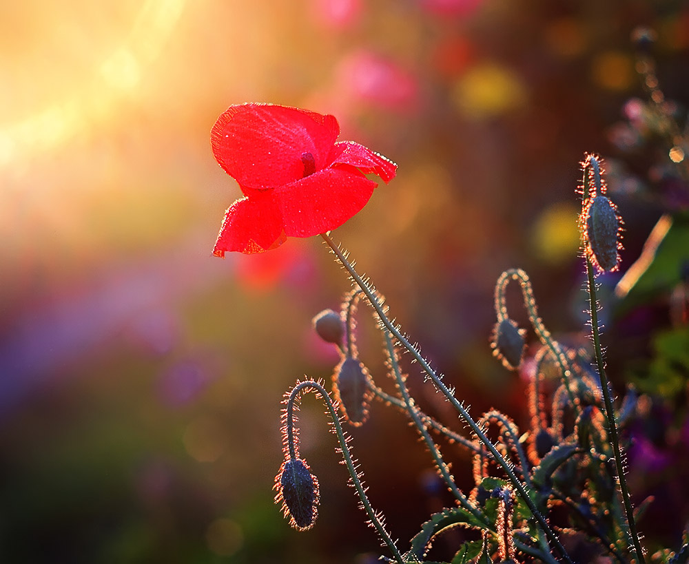 photo "***" tags: macro and close-up, nature, 