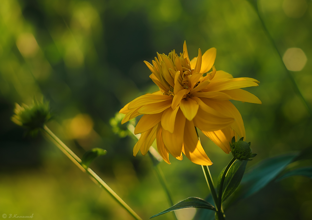 photo "***" tags: nature, macro and close-up, evening, flowers, plant, summer