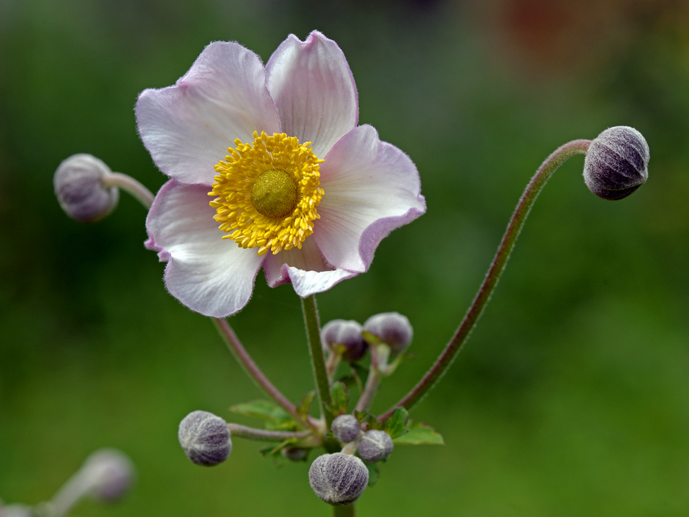 photo "***" tags: macro and close-up, растения