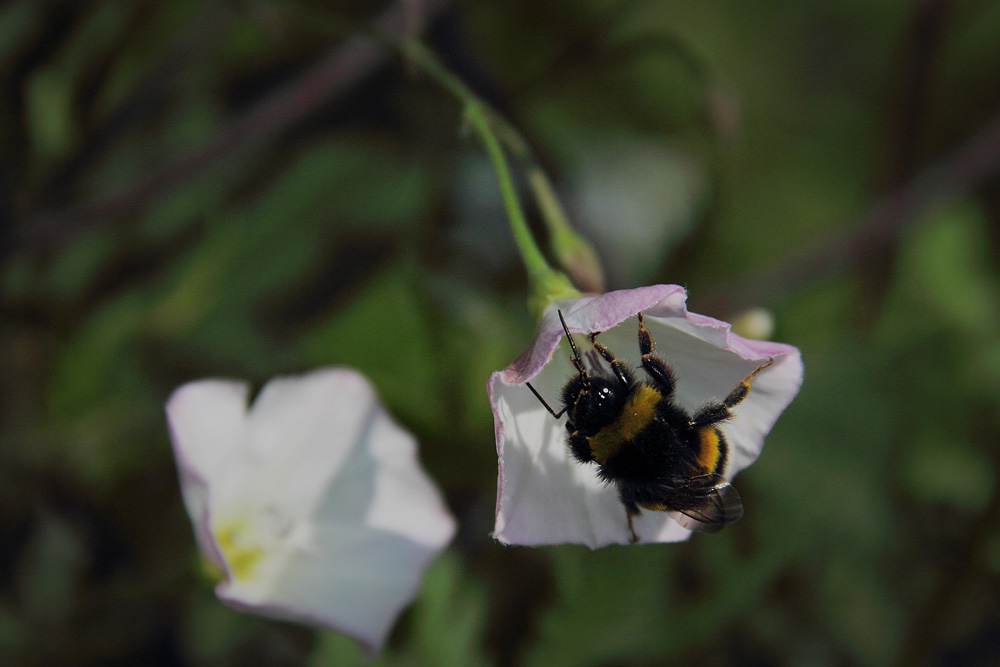 photo "***" tags: nature, flowers, insect, summer, Подмосковье