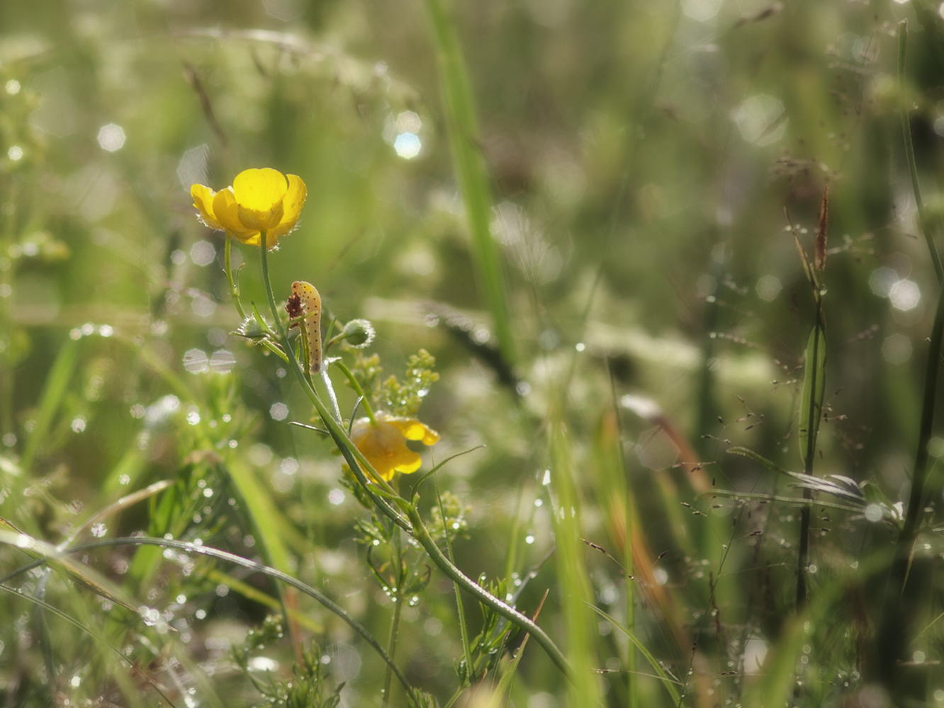 photo "***" tags: nature, macro and close-up, 