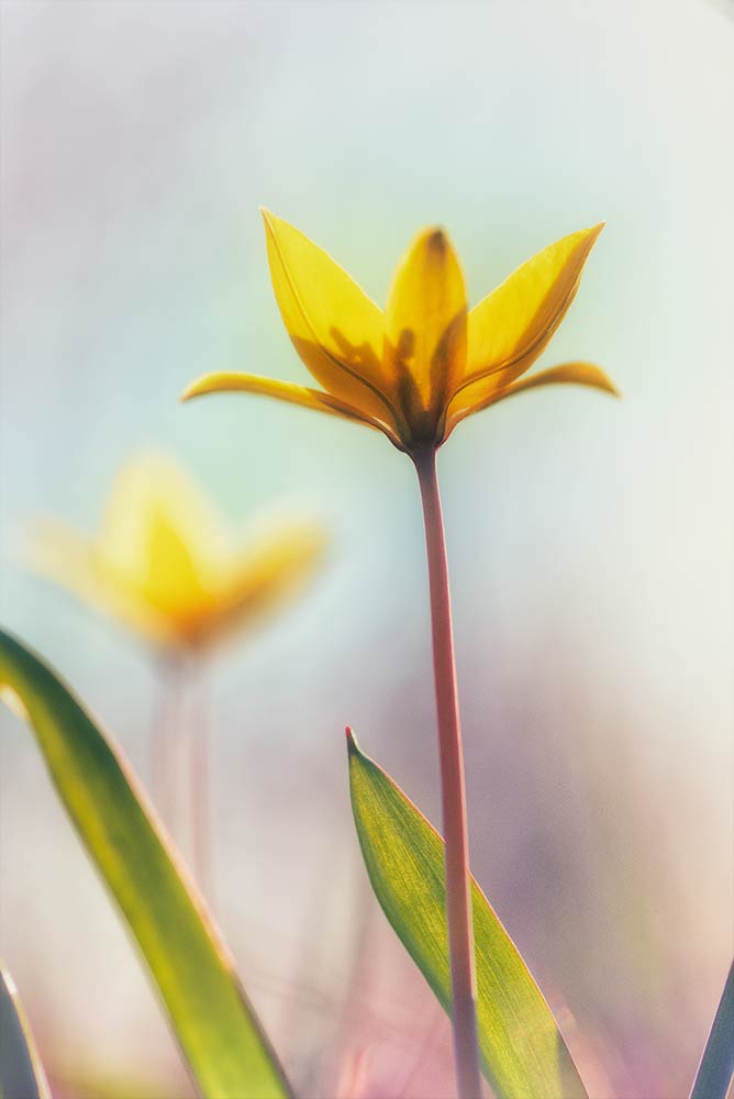 photo "***" tags: macro and close-up, Russia, flowers