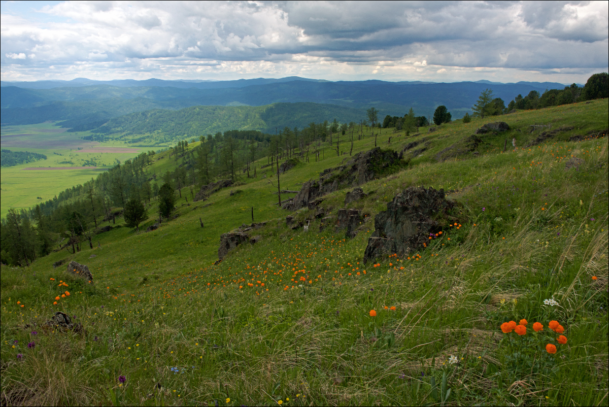 photo "When the "Jiarki" bloom" tags: landscape, travel, Алтай, Семинский перевал, жарки, перевал