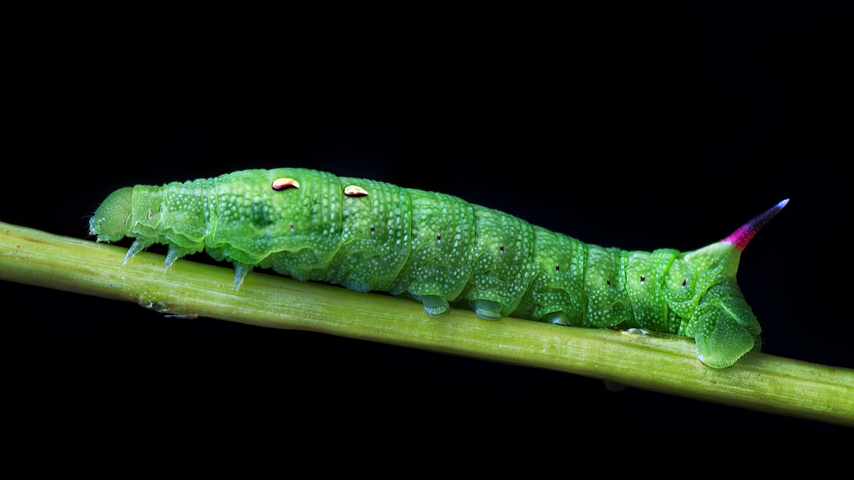 photo "***" tags: macro and close-up, 