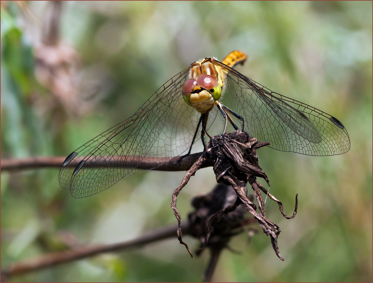 photo "***" tags: macro and close-up, nature, 