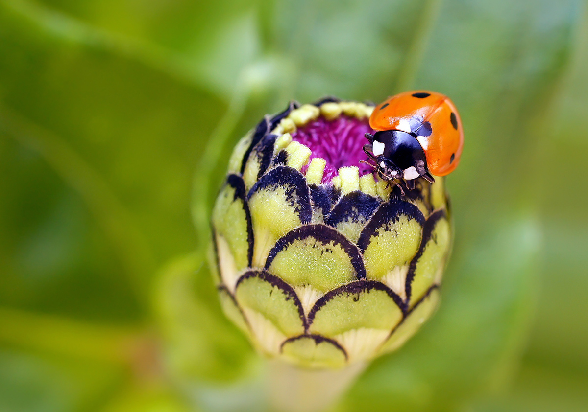 photo "***" tags: macro and close-up, nature, божья коровка