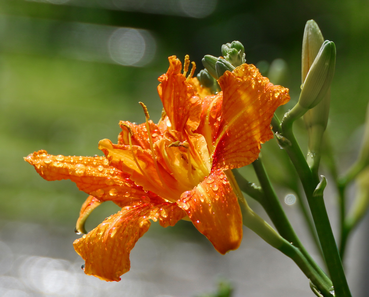 photo "***" tags: macro and close-up, 