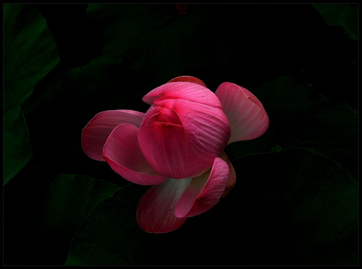 фото "Dance a lily on eyelash night..." метки: природа, 