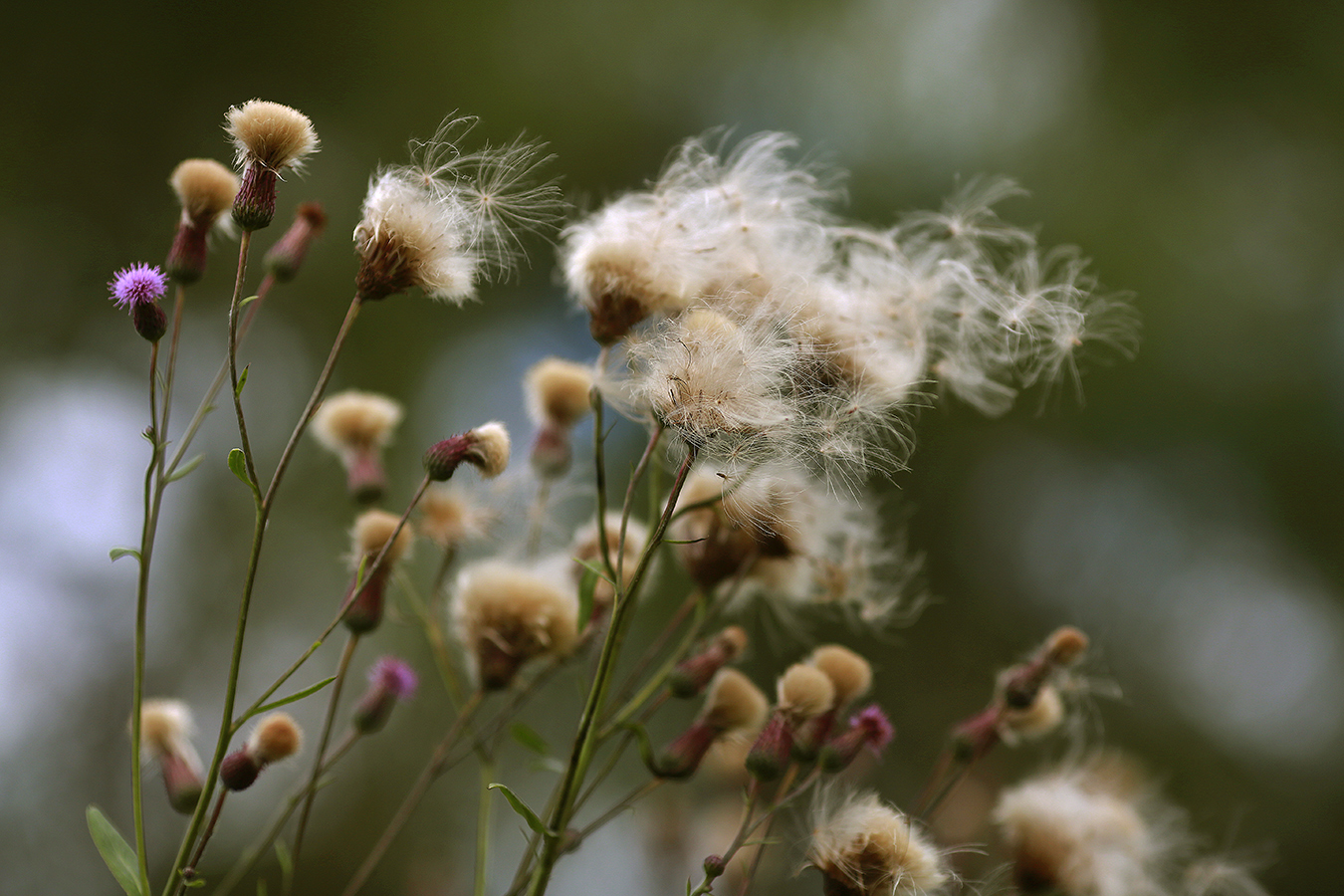 photo "***" tags: nature, fragment, misc., 