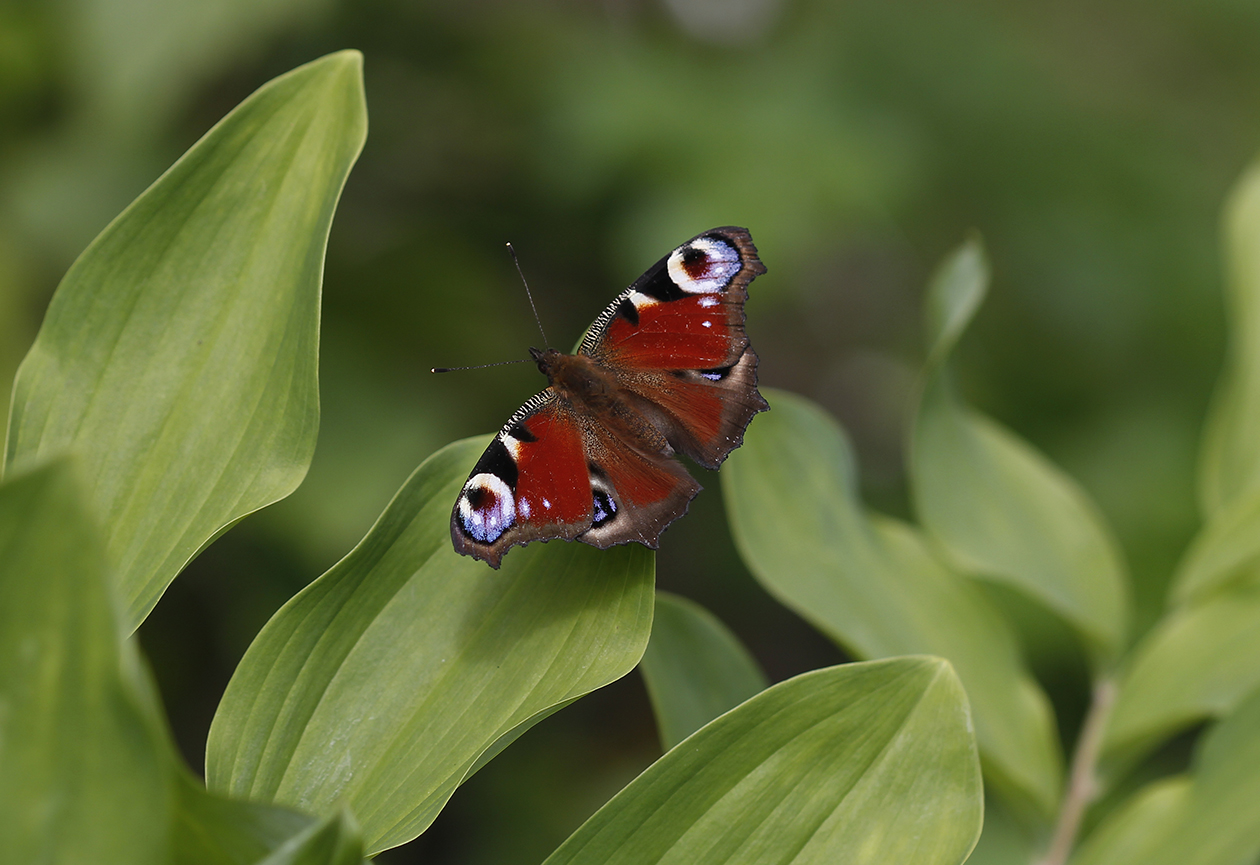 photo "***" tags: macro and close-up, butterfly, summer