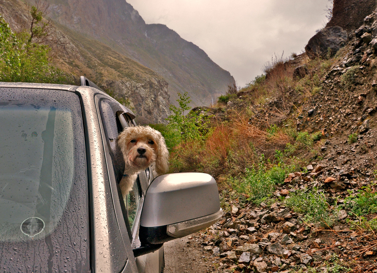 photo "***" tags: travel, portrait, misc., Asia, Russia, mountains, pets/farm animals, road, summer, Алтай, движение, живность, животные, сибирь, туризм