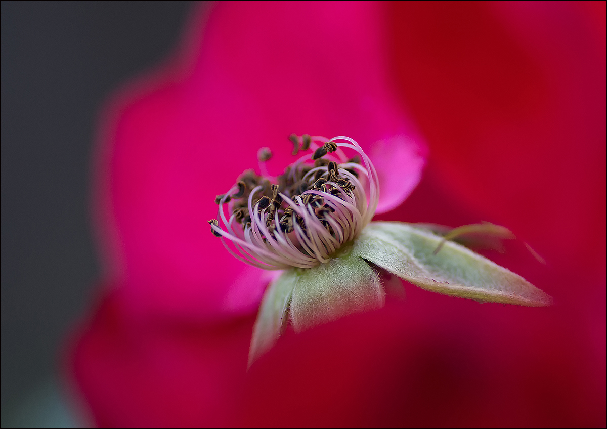 photo "* * *" tags: nature, macro and close-up, 