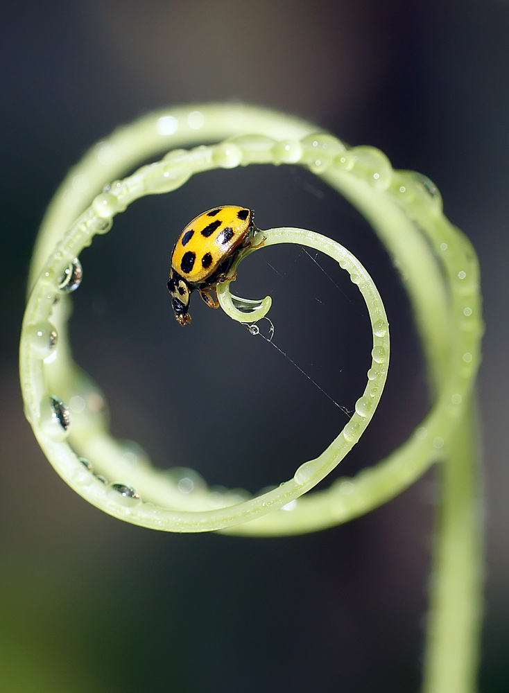 photo "***" tags: nature, macro and close-up, божья коровка