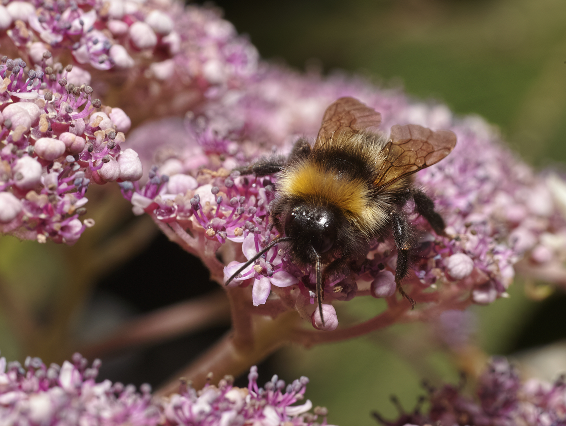 photo "***" tags: macro and close-up, 