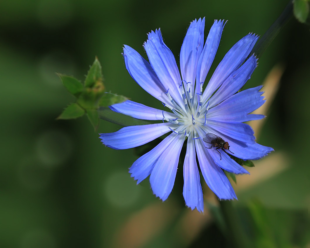 photo "Jewellery wasteland" tags: macro and close-up, flowers, крупный план