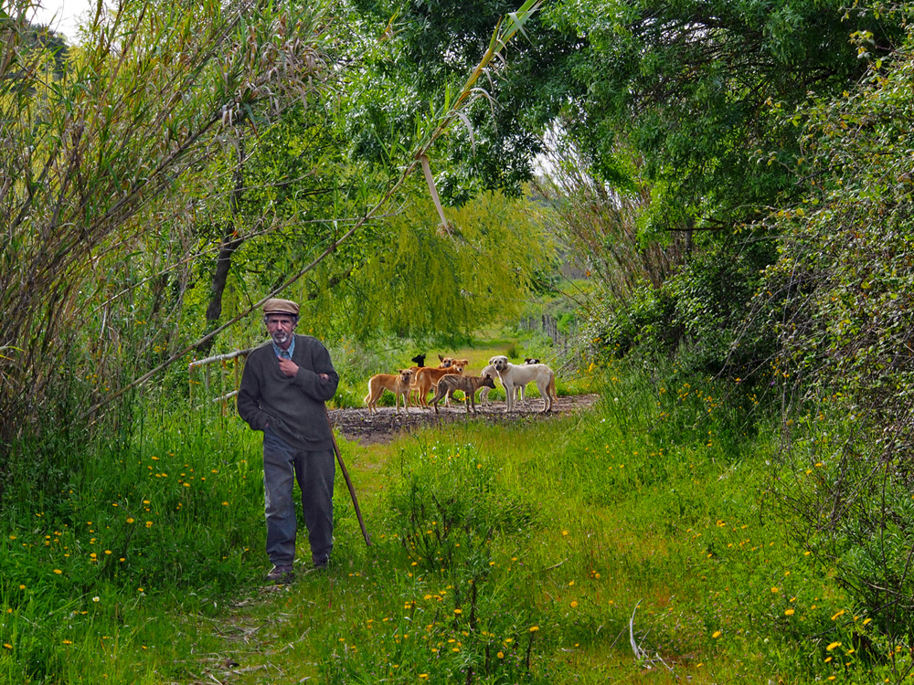 photo "The Shepherd" tags: street, Europe