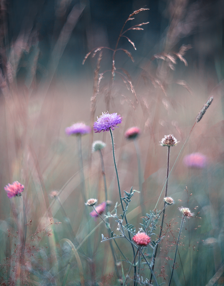 photo "***" tags: nature, macro and close-up, 