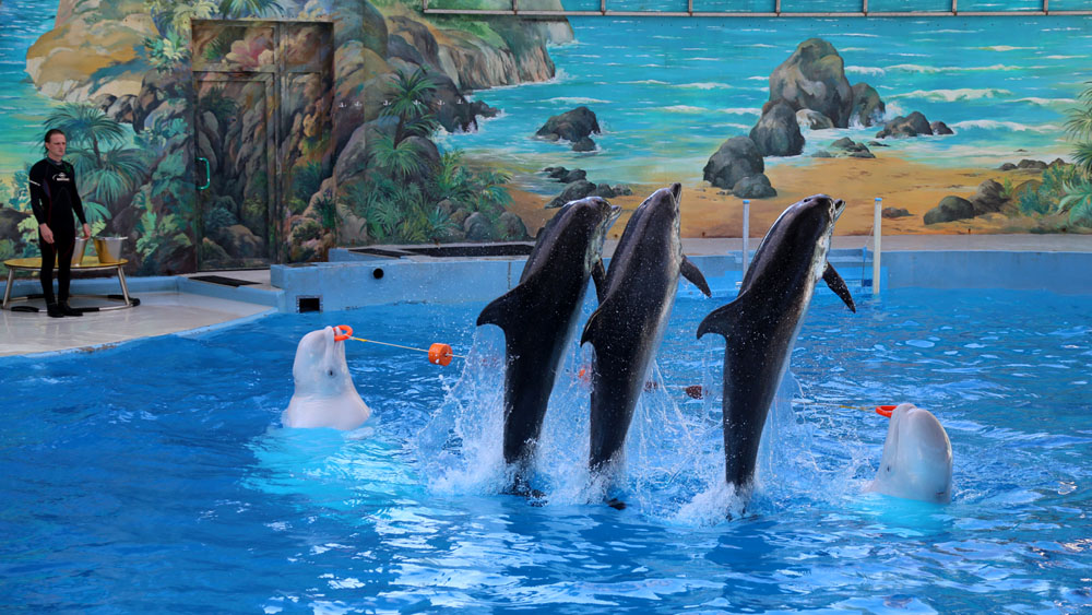 фото "Дельфин-шоу" метки: репортаж, жанр, дельфинарий, дельфины