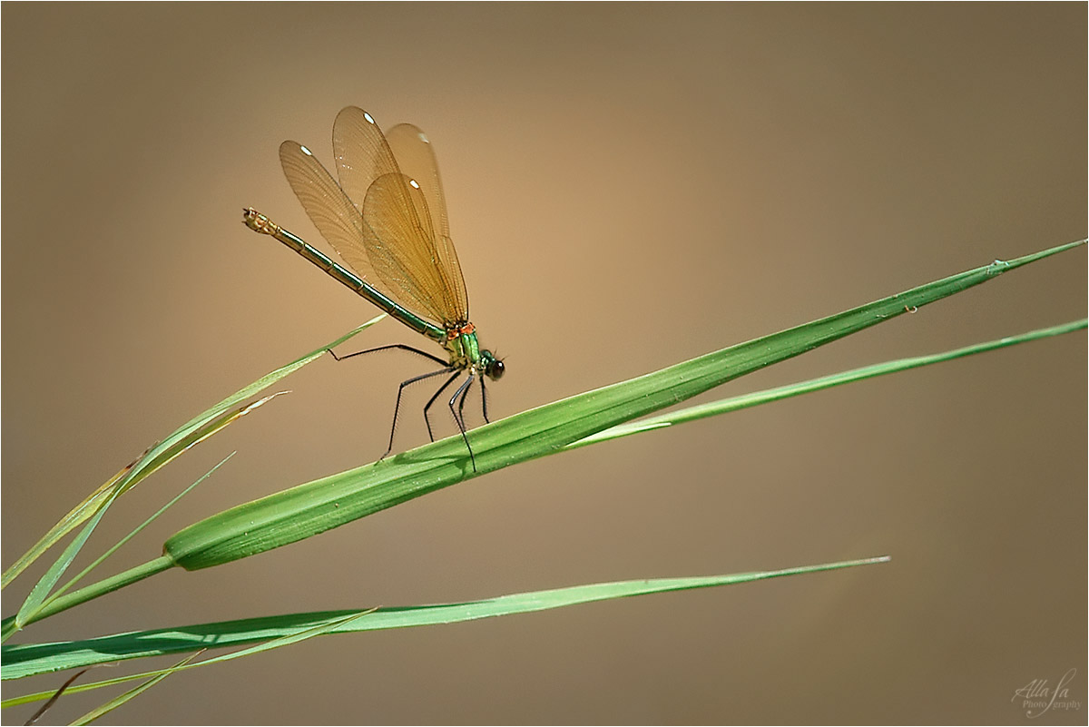 photo "***" tags: nature, fragment, macro and close-up, 