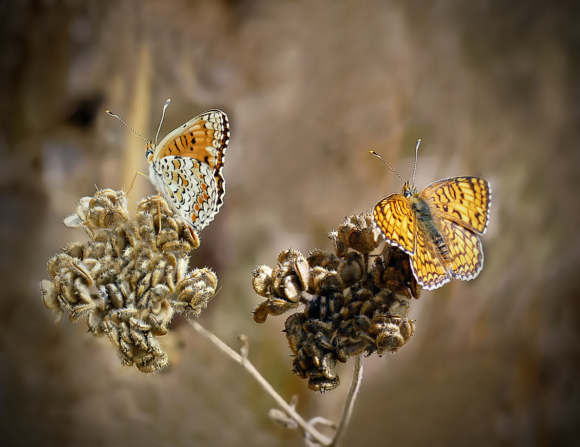 photo "***" tags: nature, insect