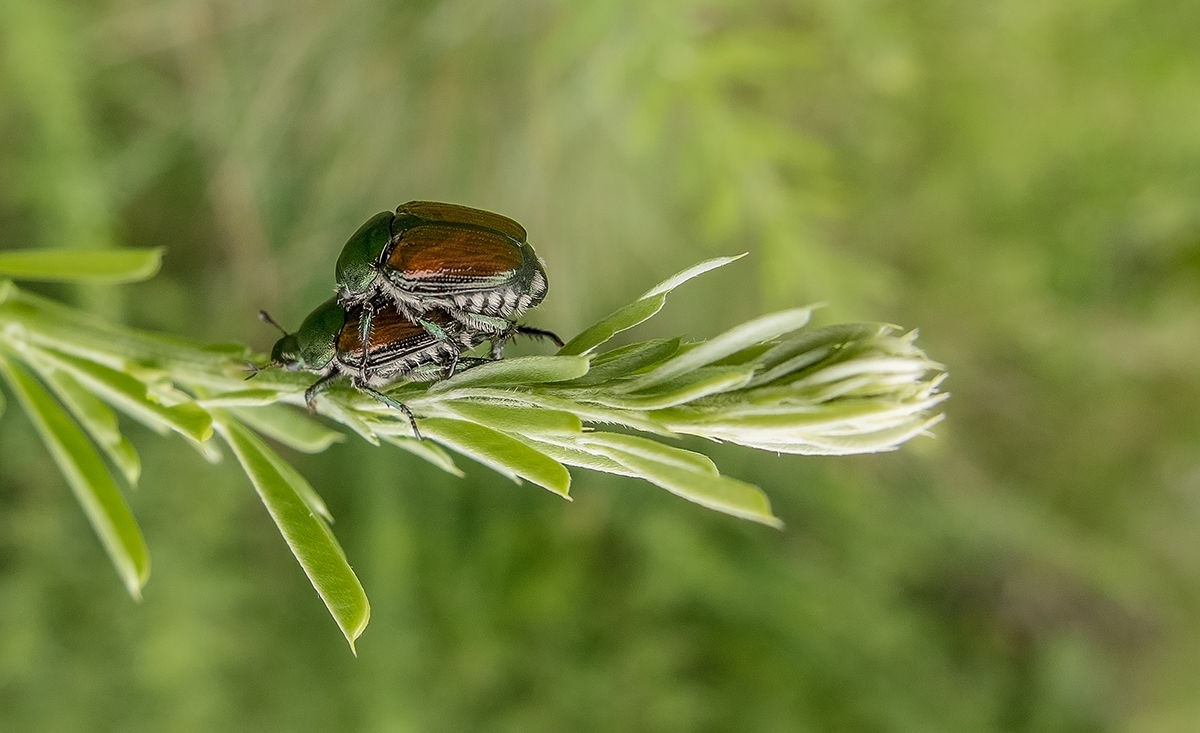 photo "***" tags: macro and close-up, 