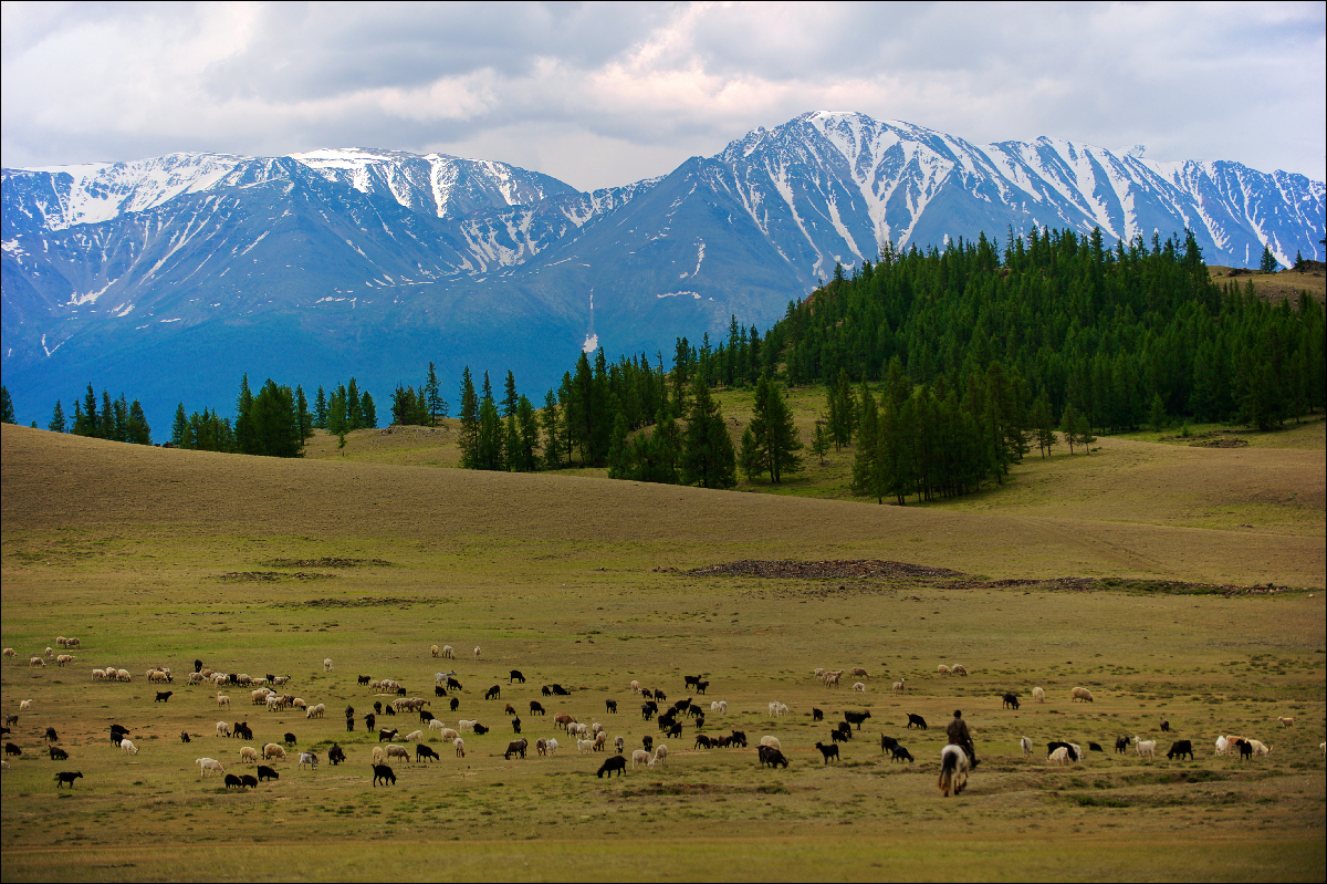 photo "Sheep grazing in the meadow, one could see far away ..." tags: landscape, travel, mountains, Алтай, овцы, пики, рощи, снега, стало