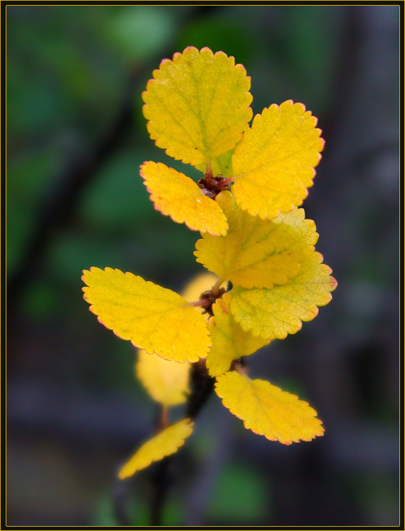 photo "***" tags: nature, autumn, берёзка