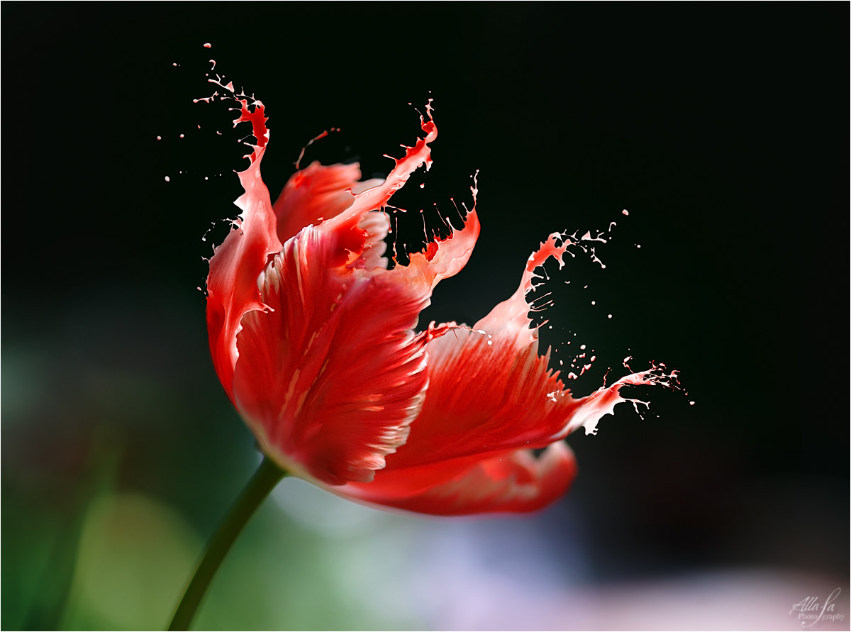 photo "***" tags: digital art, 
