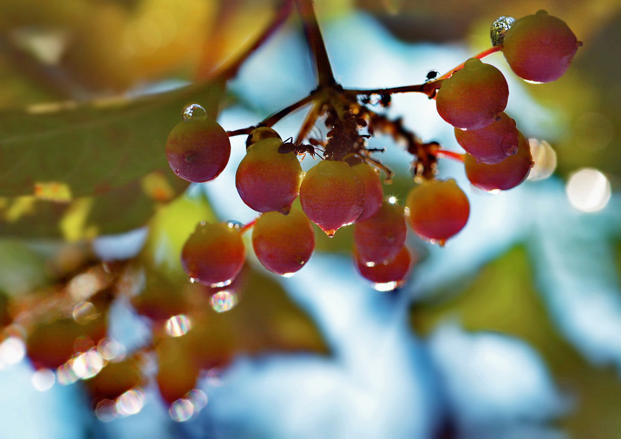 photo "***" tags: nature, fragment, 