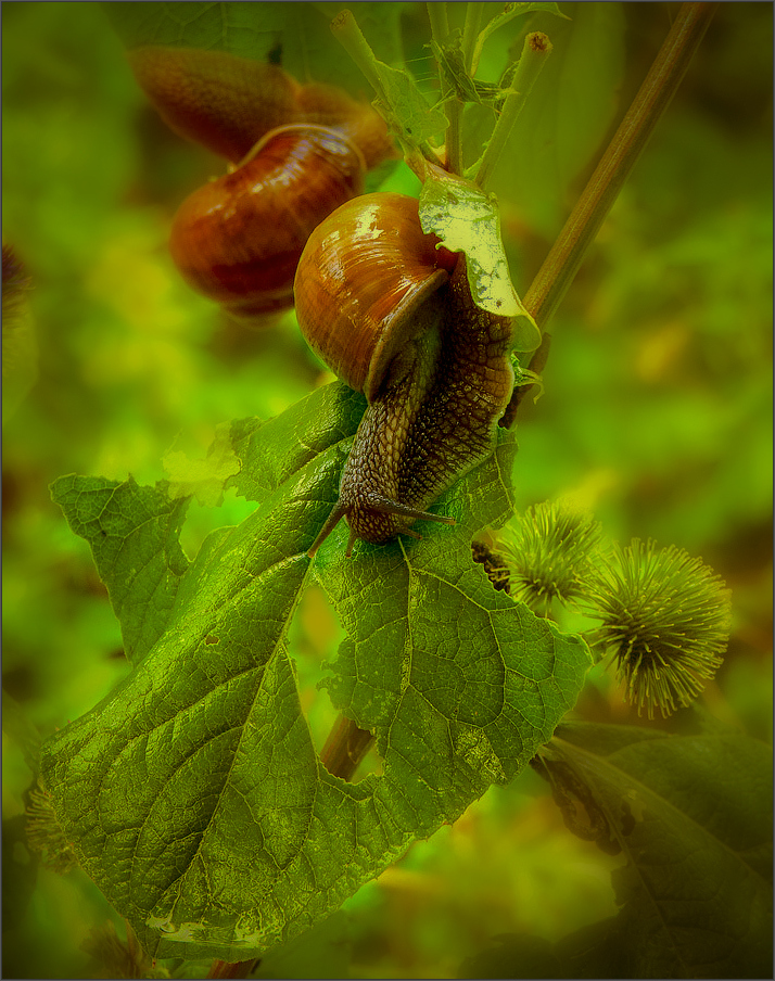 photo "About breakfast tourist ...)" tags: nature, macro and close-up, misc., meadow, rain, water, кусты, листья, лопухи, улитка