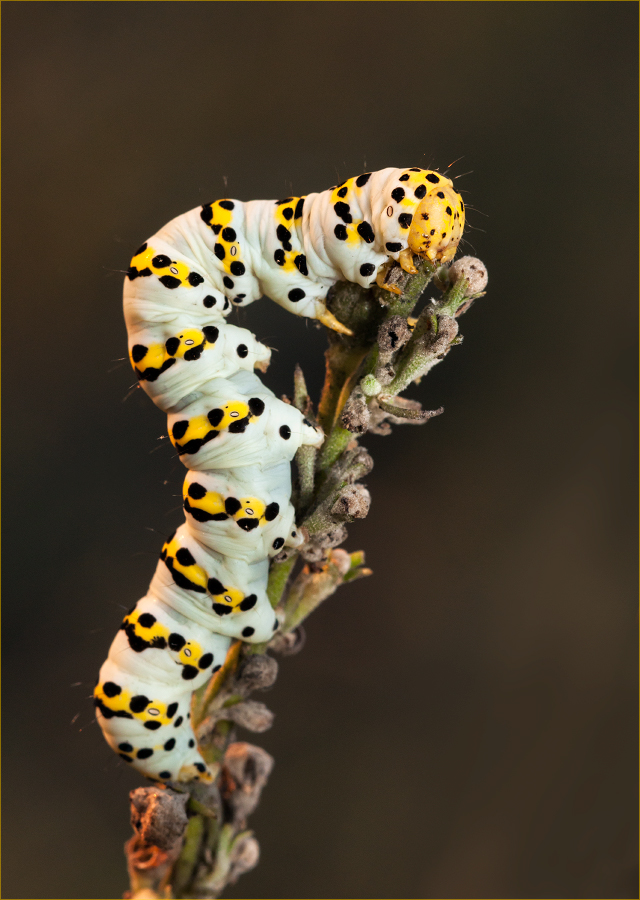 photo "***" tags: macro and close-up, 