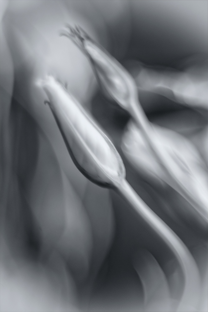 photo "***" tags: macro and close-up, black&white, 