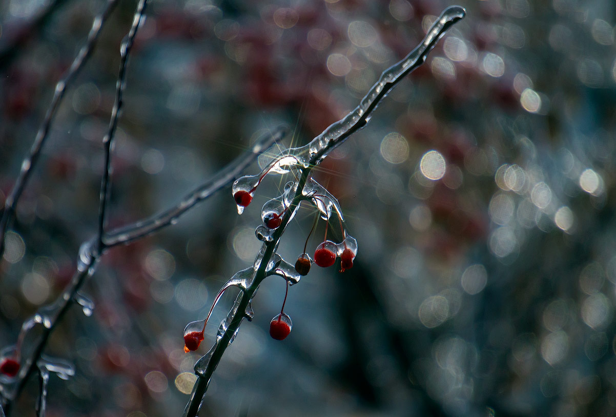 photo "Ice and sun" tags: nature, sun, лед