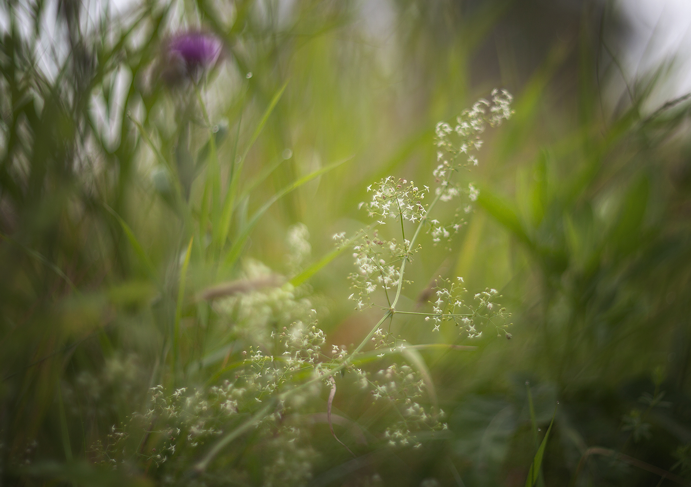 photo "***" tags: macro and close-up, nature, 