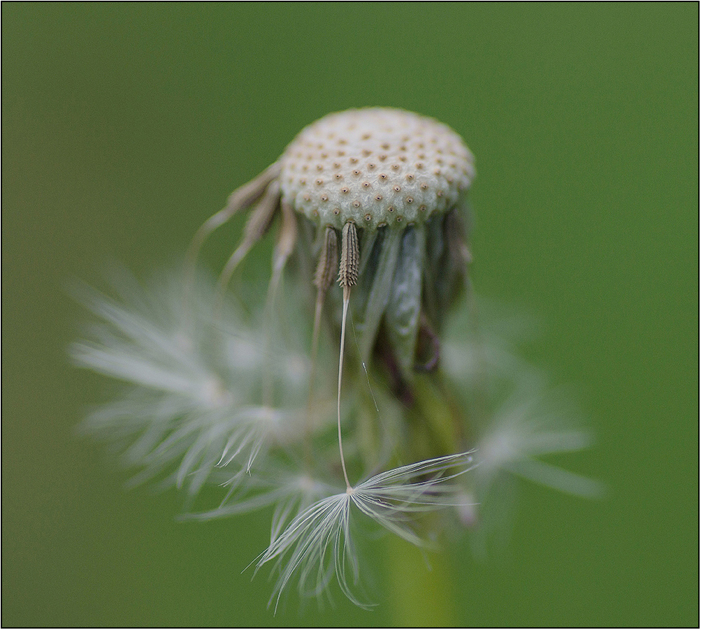 photo "* * *" tags: nature, macro and close-up, autumn, flowers, одуванчик