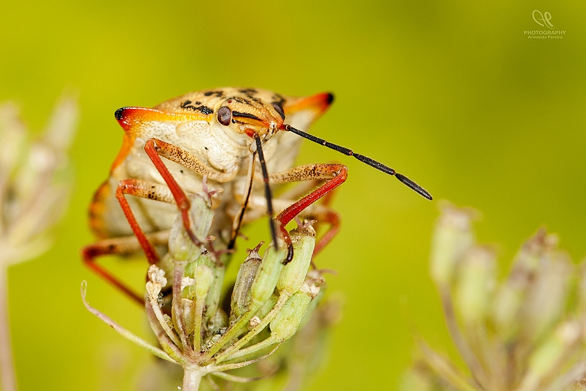 photo "***" tags: macro and close-up, 