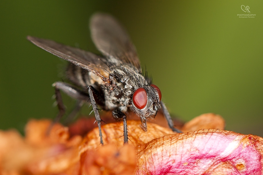 photo "Mosca" tags: macro and close-up, 