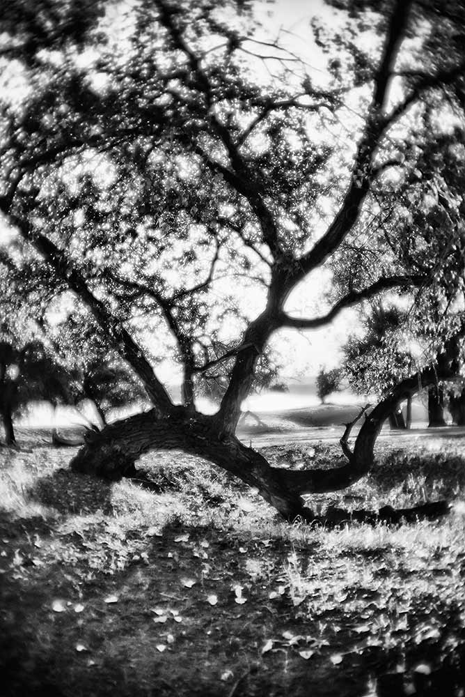 photo "The soul of a tree" tags: nature, black&white, light, sunset, tree, монокль