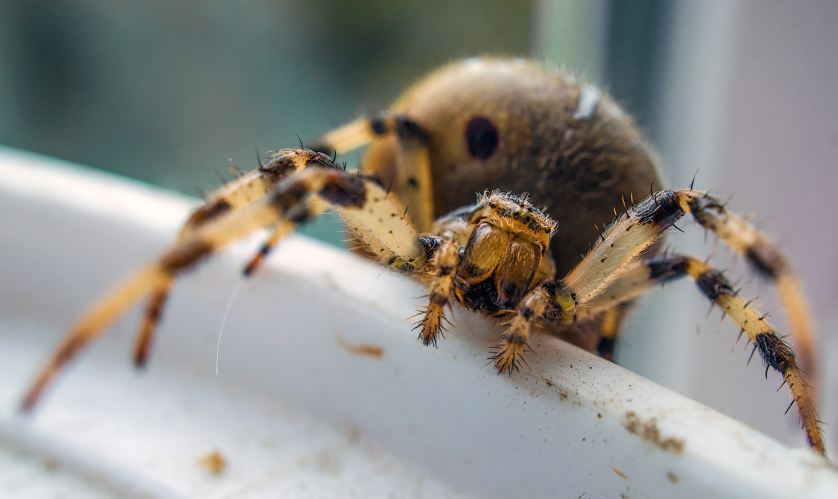 photo "foreign" tags: macro and close-up, spider, макро