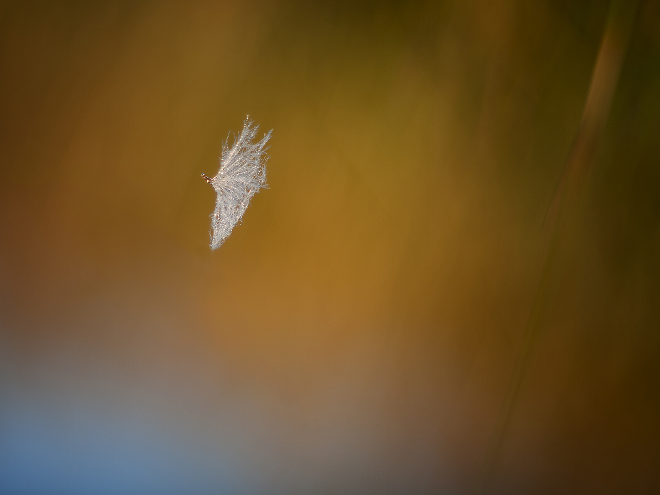 photo "***" tags: nature, macro and close-up, 