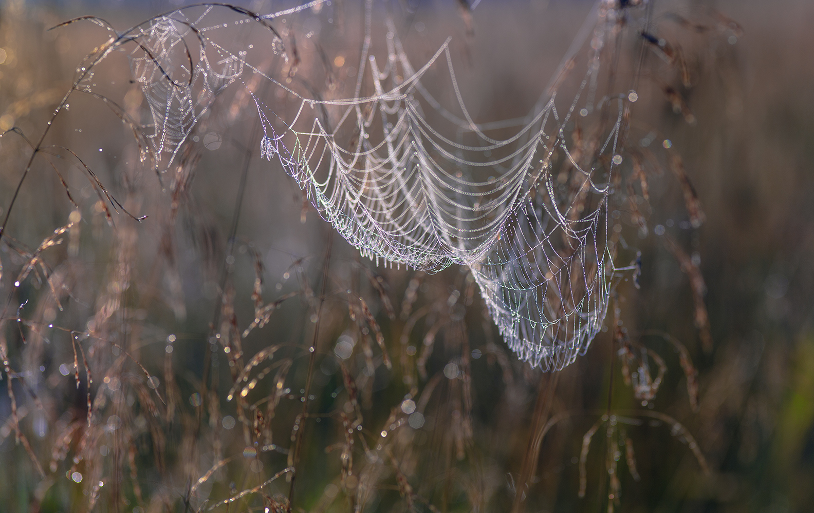 photo "***" tags: macro and close-up, nature, 